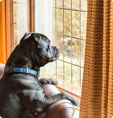 10 top dog walking and training tips