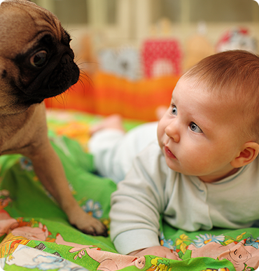 How to take care of any kind of your pets