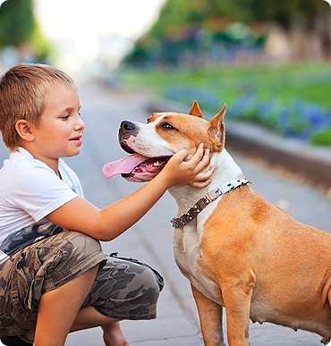 Dog walking helps keep your dog sane