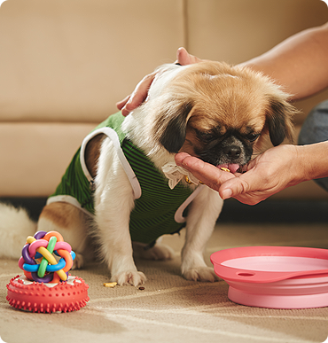 Get free pets diets and nutrition plans