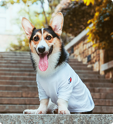 Pets Cleaning & Plucking