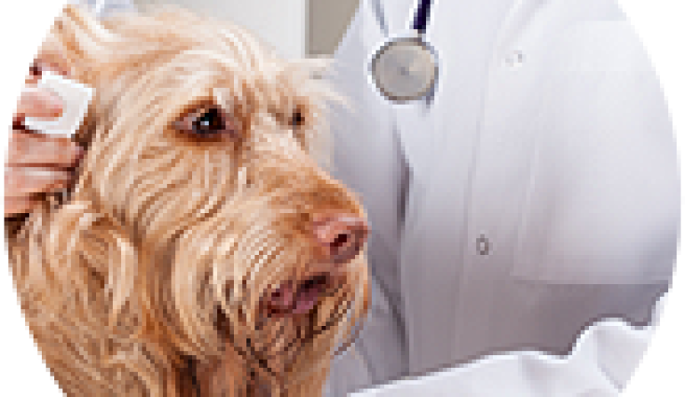 Regular Health Checkups