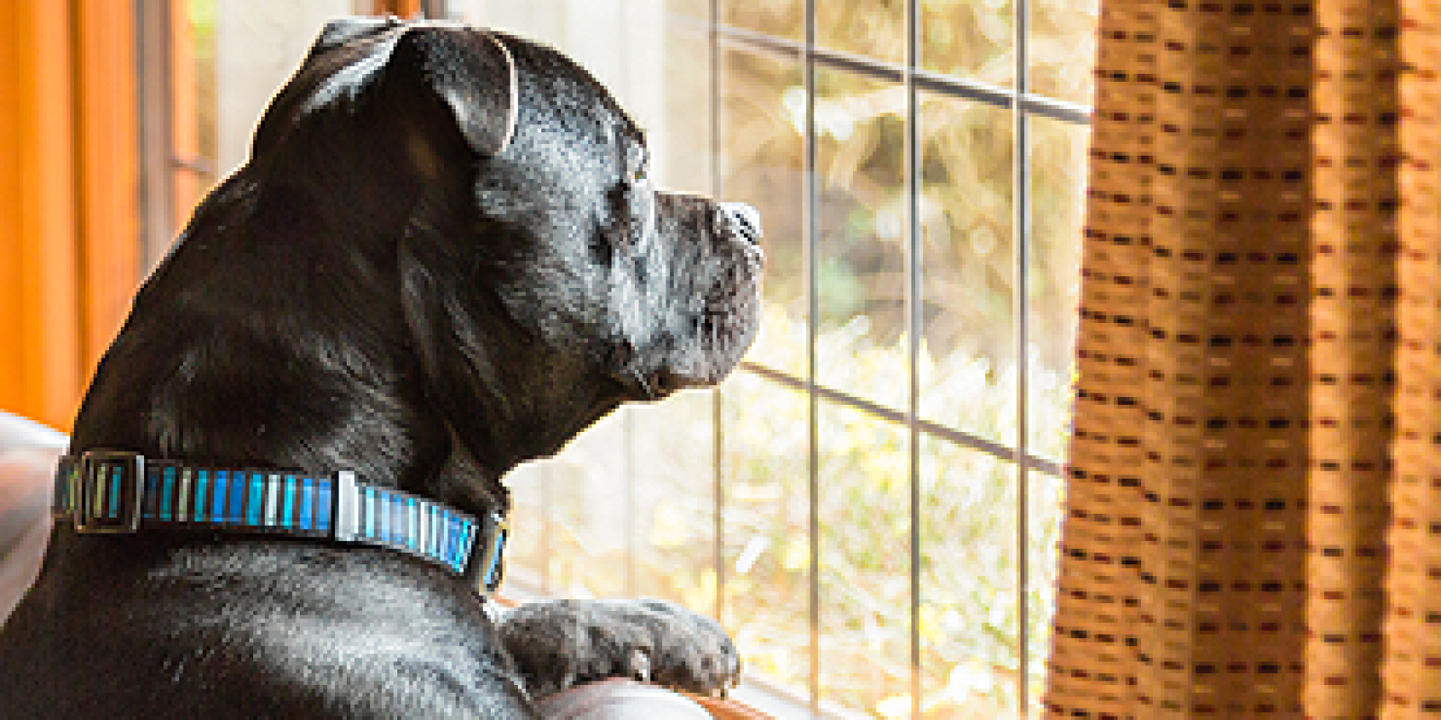 10 top dog walking and training tips