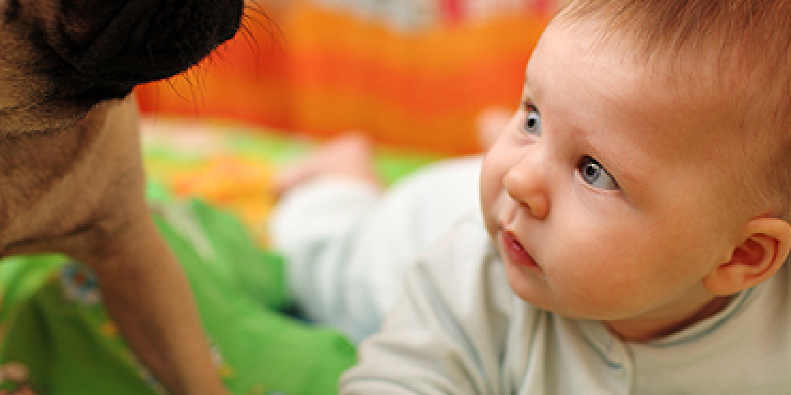 How to take care of any kind of your pets