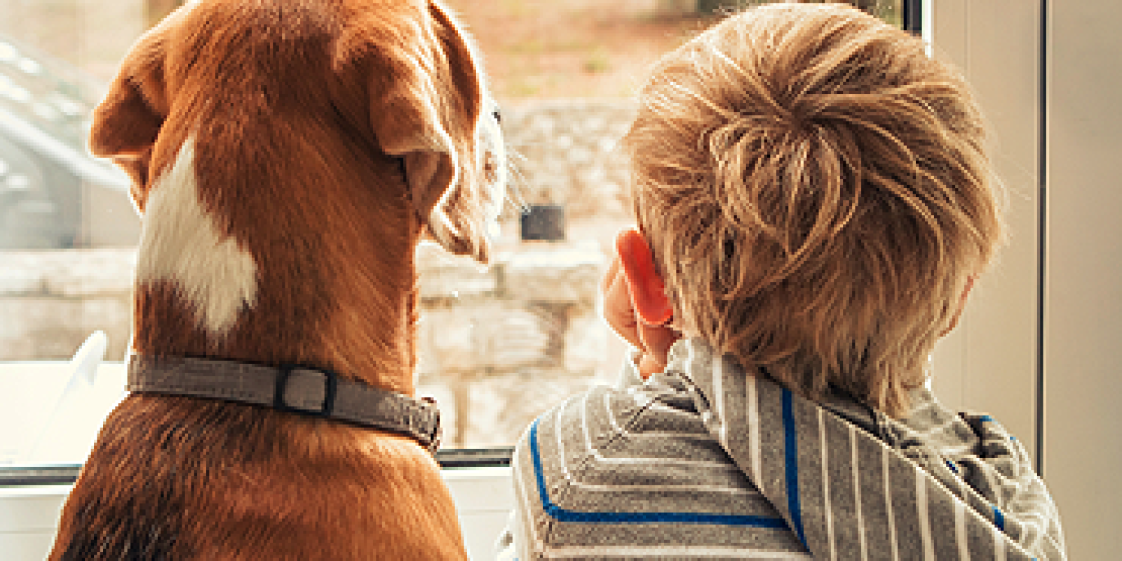 Shelter and feed animals that are in need