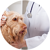 Regular Health Checkups